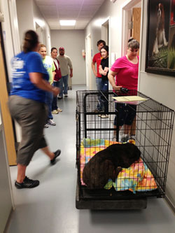 Relief Comes Quickly For Tornadoes' Animal Victims