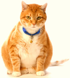 Pet Owners Fail To Recognize Signs Of Obesity