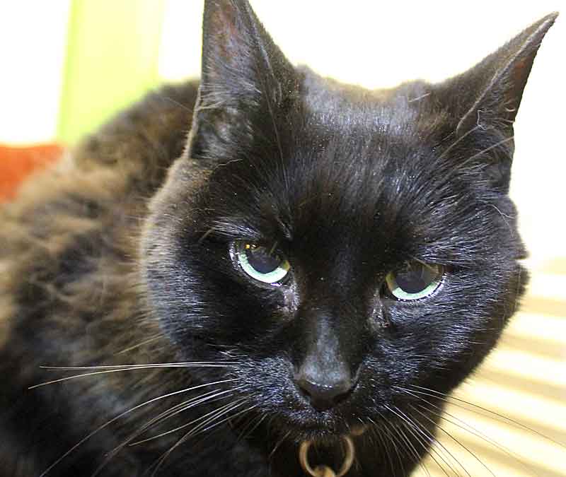 Study May Lead to Early Diagnosis of Feline Kidney Disease