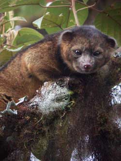 New Mammal Species Hiding In Plain Sight