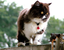 Winn Feline Foundation And HomeAgain Encourage Cat Microchipping