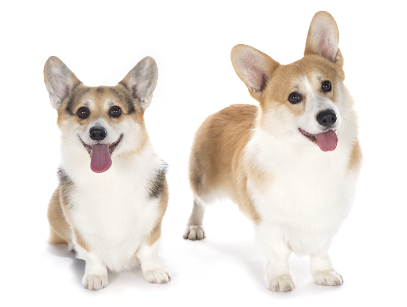 AKC Foundation Honors 6 Research Fundraisers