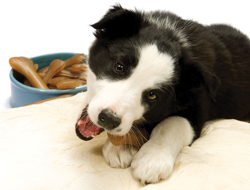 Penford, Lonza Develop Functional Dog Treats