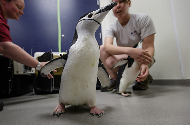 Texas A&M restoring penguin eyesight