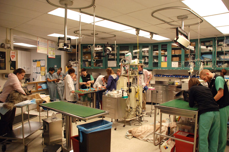 Penn Vet Wins AAVMC Communications Award