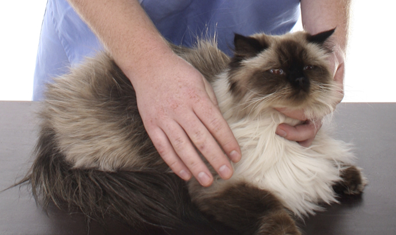 Veterinary Interns, Residents Not Getting Rich