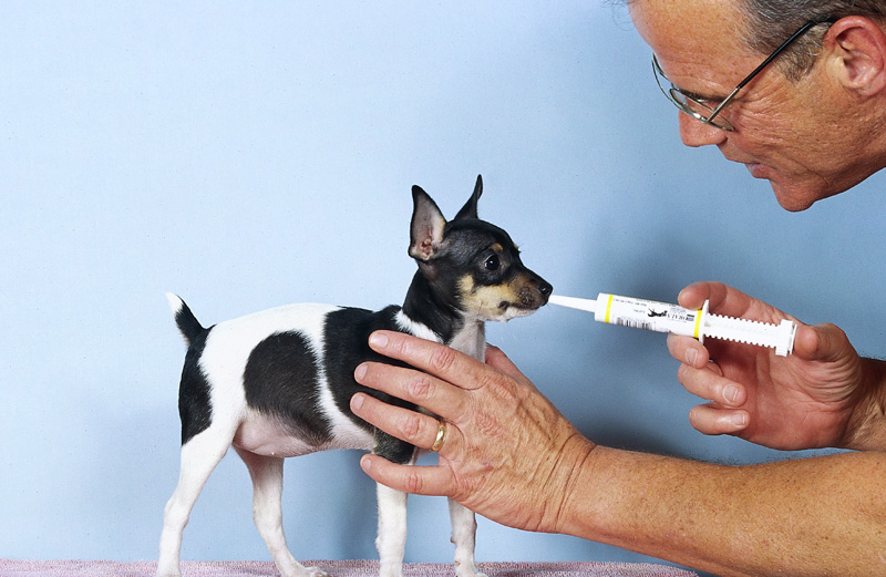 Report Predicts Continued Growth in Pet Drug Sales