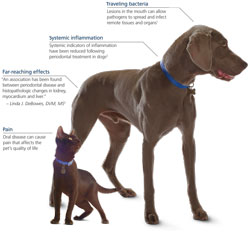 Pet Dental Health Campaign Promotes Regular Preventive Care