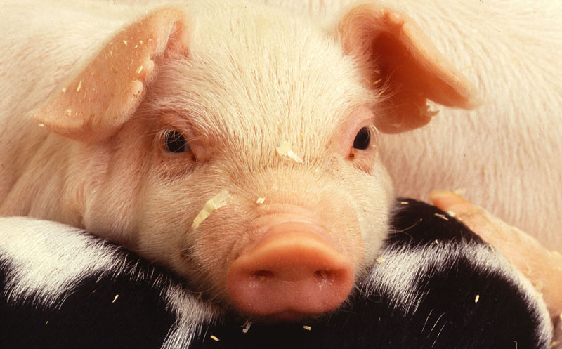 Many Canadian Piglets Low on Iron