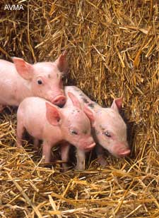 USDA Requires Monitoring Of Deadly Pig Virus