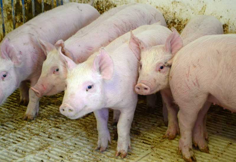 Zoetis Funds 2 Pig Virus Research Studies