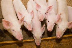 H1N1 Flu Virus Found In Alberta Swine Herd