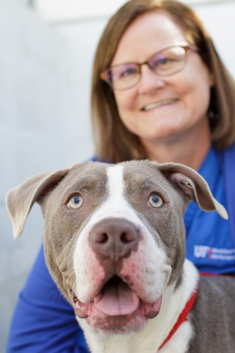Study: Many Shelter Dogs Mislabeled as ‘Pit Bull’