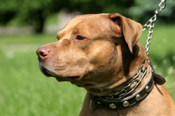 Hearing Set For Breed-Specific Bill In Ohio