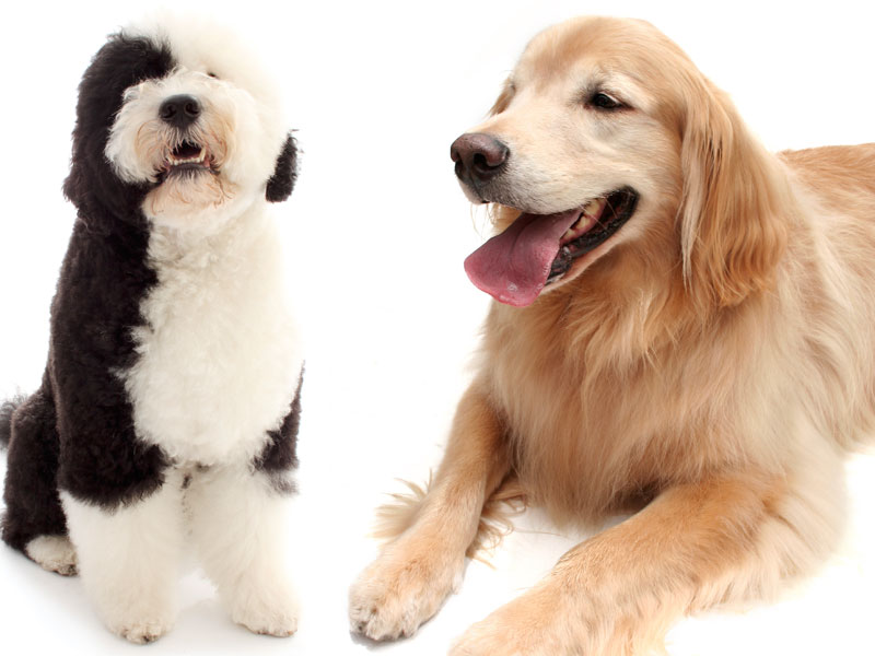 3 Breed Groups Fund Canine Cancer Study