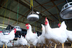 AVMA Urges Care In Proposition 2 Implementation