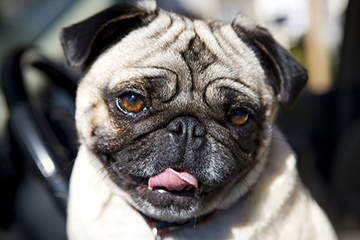 Nationwide study shows short-nosed dogs are less healthy