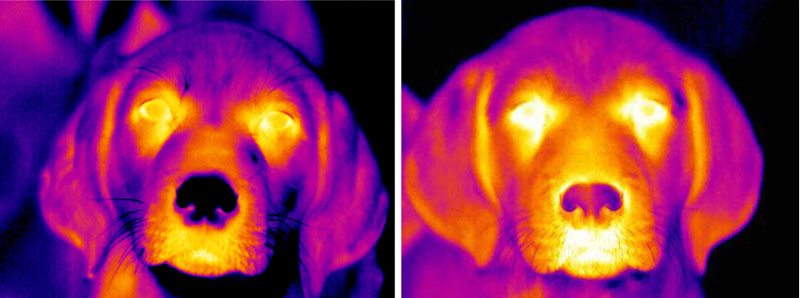 Dogs Can’t Hide Feelings From Scientists