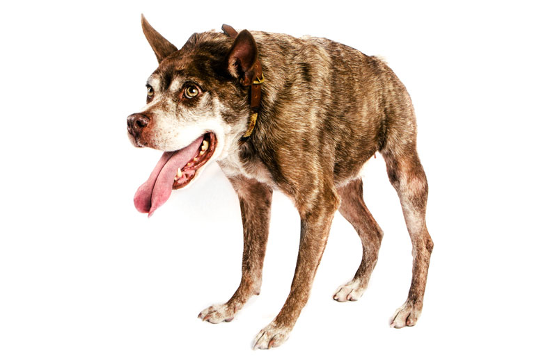 Vet-owned Dog Selected as World’s Ugliest