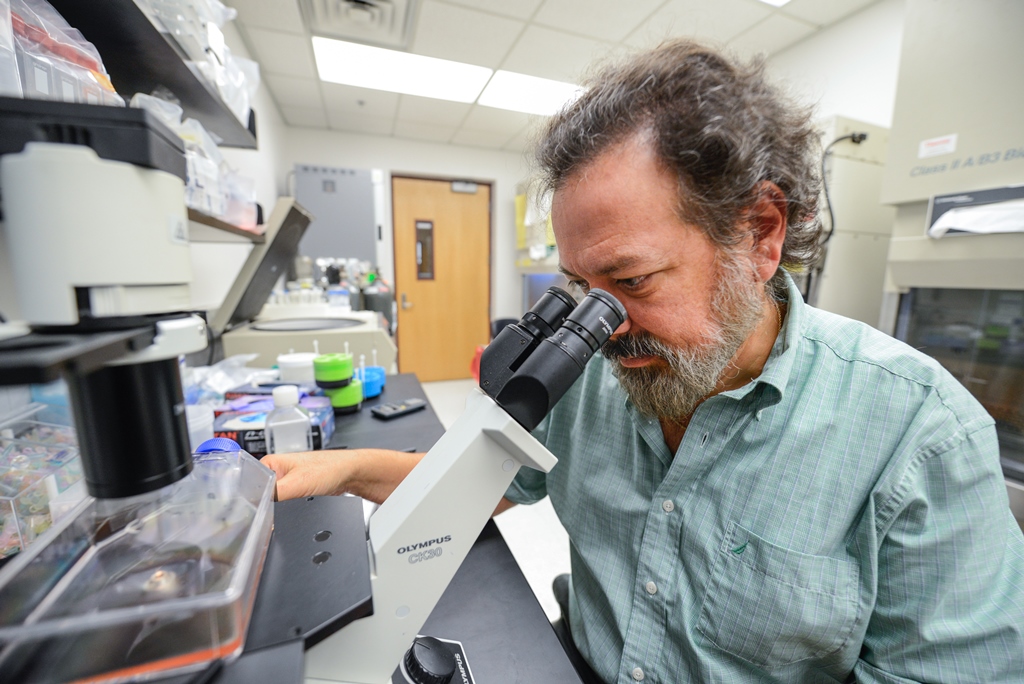UF Researchers Work on Brucella Vaccine