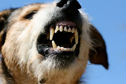 France Reports Second, Separate Rabies Case