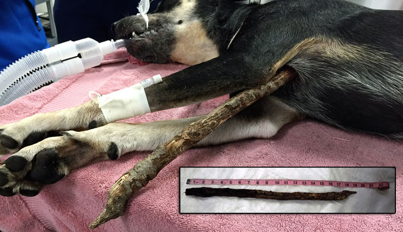 Florida Dog Impaled While Playing Fetch