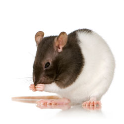 EPA Issues New Safety Measures For Rodent-Control Products