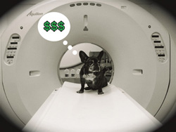 How Far Should We Go To Save Our Pets?