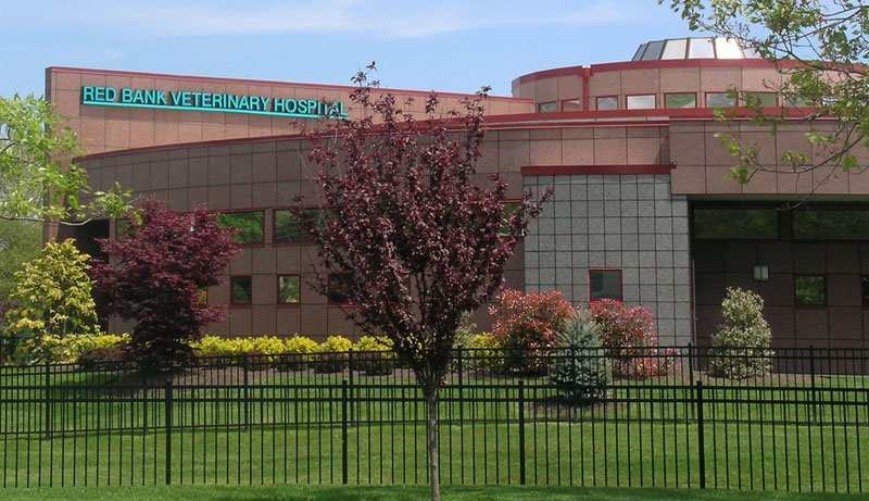 N.J. Hospital Provides Free Care to Military K9s