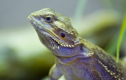Comments Sought For Proposed Reptile, Amphibian Specialty