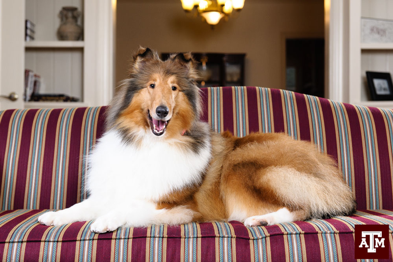 Texas A&M Selects Next Mascot