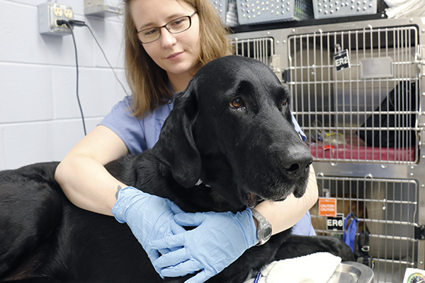 UW Blood Donor Dog Retires