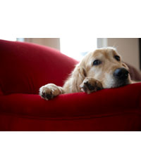 When Pets Lose Their Sense Of Place