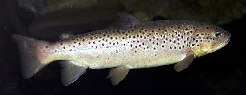 Zoetis Buys Fish Drug Maker Pharmaq