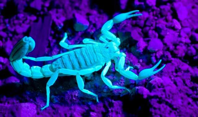 Deathstalker Scorpion Breathes Life into Washington State Canine Clinical Trial