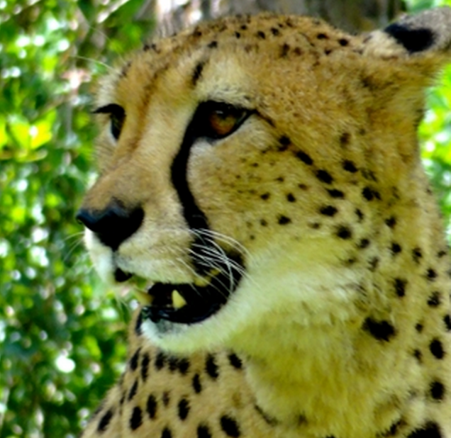 Wildlife, Exotic Animal Medicine Symposium to be Held in April