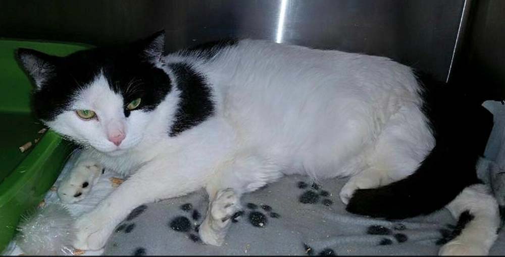 6-Legged Cat Getting Surgery Thanks to Donors