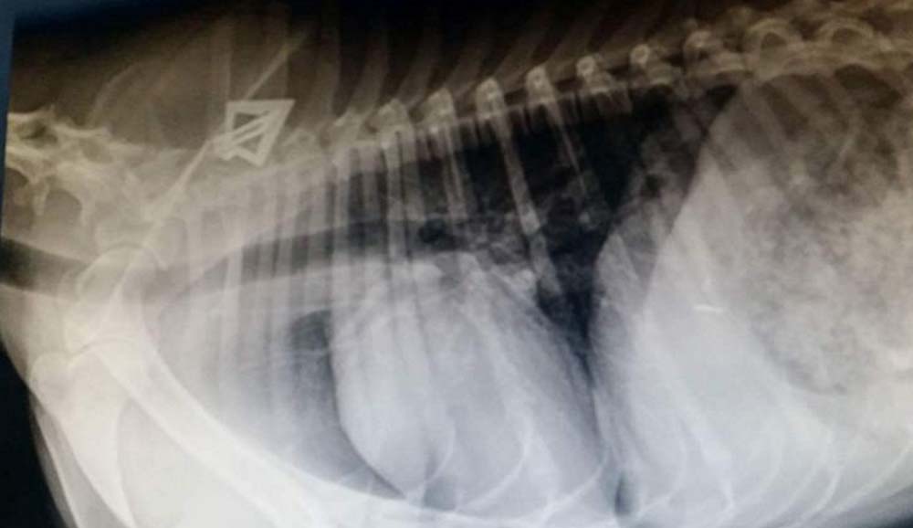 Dogs Found Shot With Arrows are Now Recovering Thanks to Vets