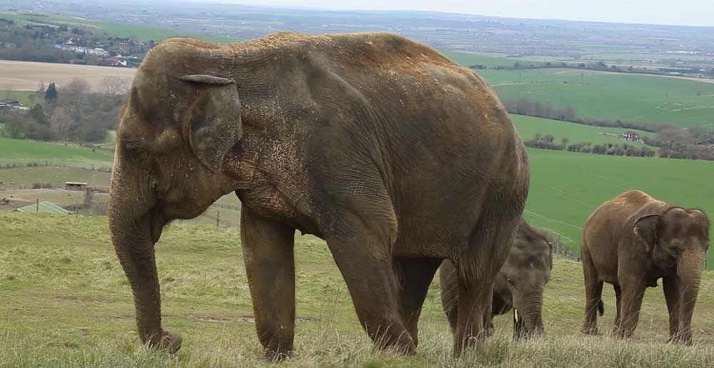 UK Vets Extract Tooth from Elephant