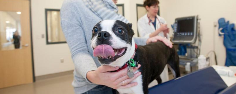 Ontario vet college ranked top vet science school in Canada