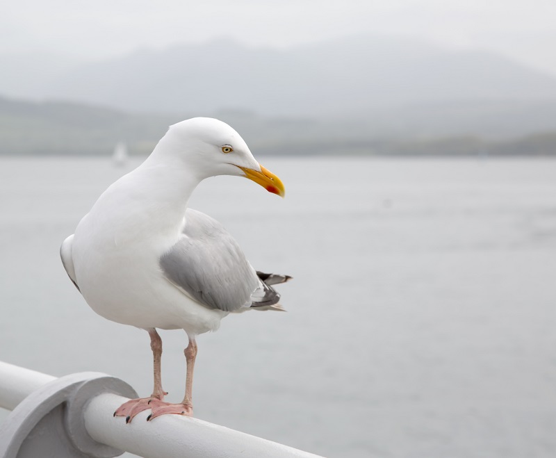 Man Brings Bleeding Seagull into Veterinary Office, Breaks Door on His Way Out