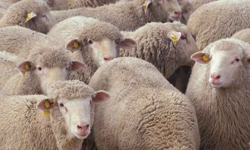 UC Davis Solves Bluetongue Mystery