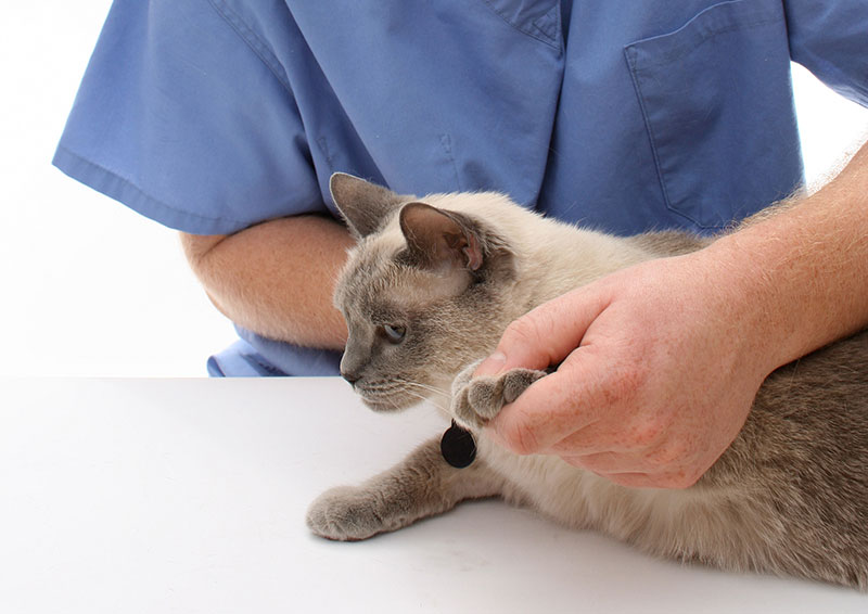 On-Job Injuries Take Toll on British Vets