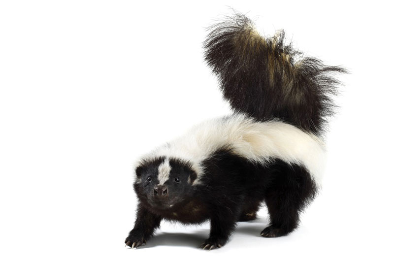Skunks at Center of Kansas Rabies Spike