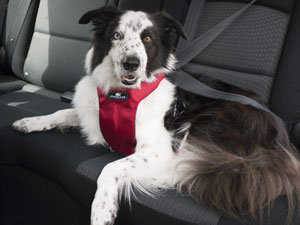 Sleepypod Harness Wins Top Ranking In Safety Test