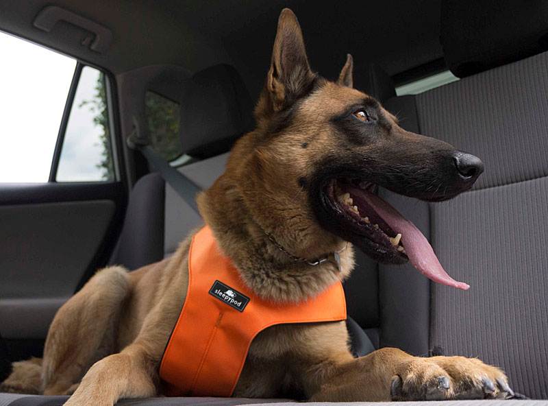 Sleepypod Dog Harness Wins Top Safety Rating