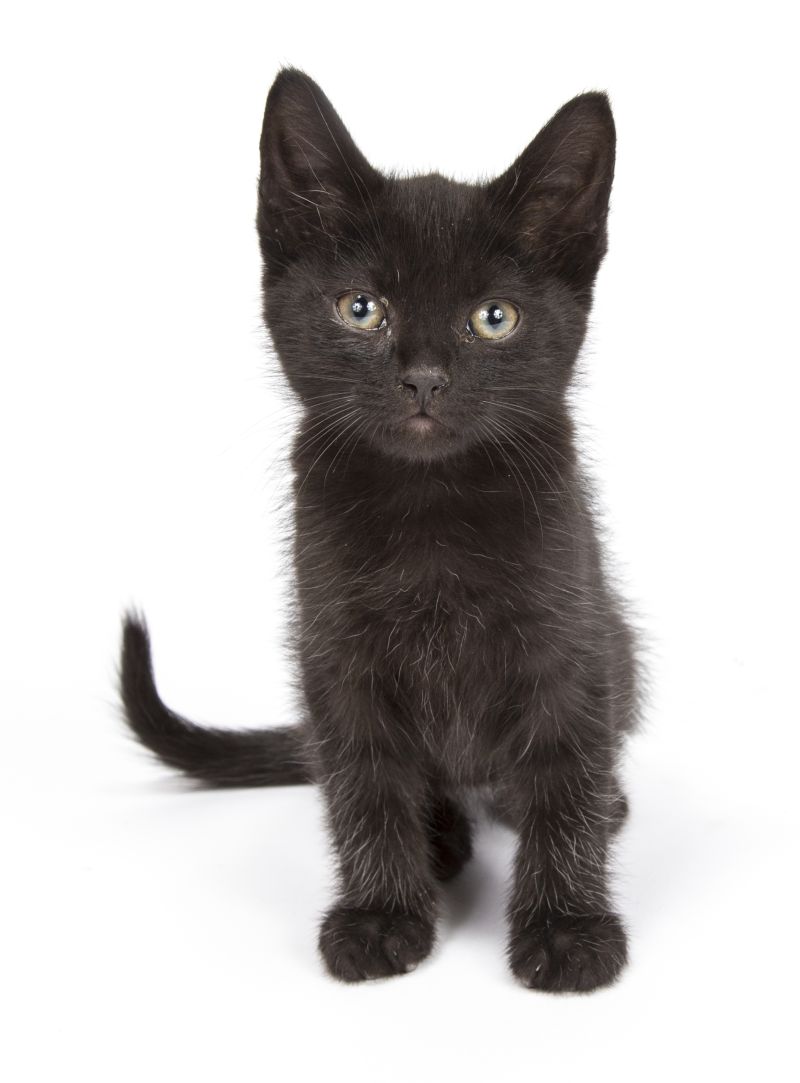 Veterinarian Saves Kitten’s Life