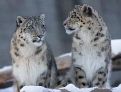 Western University Researchers Receive Grant To Improve Endangered Species Breeding Programs