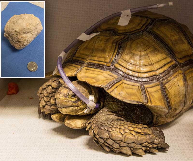 Tortoise Relieved of Massive Bladder Stone