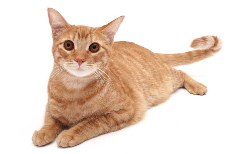 Merial Wins Feline Immunotherapy License